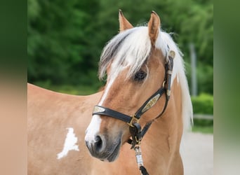 Meer ponys/kleine paarden, Ruin, 6 Jaar, 140 cm, Gevlekt-paard