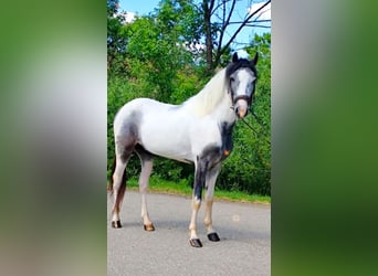 Meer ponys/kleine paarden Mix, Ruin, 6 Jaar, 142 cm, Gevlekt-paard