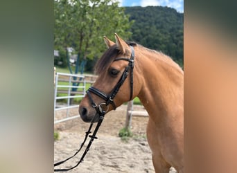 Meer ponys/kleine paarden Mix, Ruin, 6 Jaar, 143 cm, Falbe