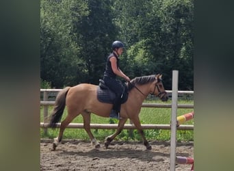 Meer ponys/kleine paarden Mix, Ruin, 6 Jaar, 143 cm, Falbe