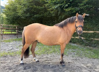 Meer ponys/kleine paarden Mix, Ruin, 6 Jaar, 143 cm, Falbe