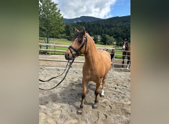 Meer ponys/kleine paarden Mix, Ruin, 6 Jaar, 143 cm, Falbe