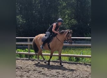 Meer ponys/kleine paarden Mix, Ruin, 6 Jaar, 143 cm, Falbe
