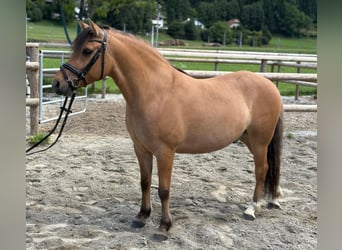 Meer ponys/kleine paarden Mix, Ruin, 6 Jaar, 143 cm, Falbe