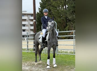 Meer ponys/kleine paarden, Ruin, 6 Jaar, 143 cm, Schimmel