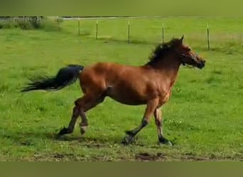 Meer ponys/kleine paarden, Ruin, 6 Jaar, 145 cm, Bruin