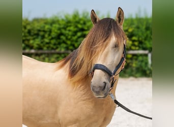 Meer ponys/kleine paarden, Ruin, 6 Jaar, 145 cm, Falbe