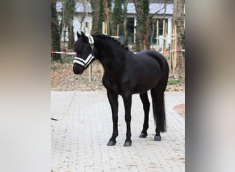 Meer ponys/kleine paarden, Ruin, 6 Jaar, 145 cm, Zwart