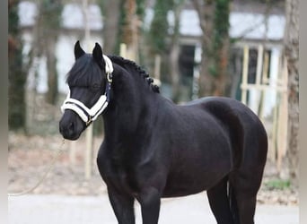 Meer ponys/kleine paarden, Ruin, 6 Jaar, 145 cm, Zwart
