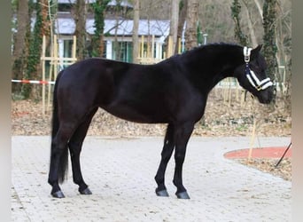 Meer ponys/kleine paarden, Ruin, 6 Jaar, 145 cm, Zwart