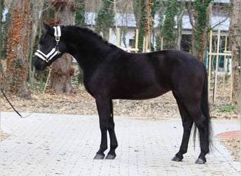 Meer ponys/kleine paarden, Ruin, 6 Jaar, 145 cm, Zwart