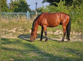 Meer ponys/kleine paarden, Ruin, 6 Jaar, 146 cm, Bruin