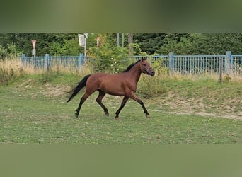 Meer ponys/kleine paarden, Ruin, 6 Jaar, 146 cm, Bruin