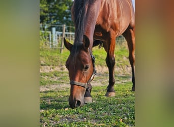 Meer ponys/kleine paarden, Ruin, 6 Jaar, 146 cm, Bruin