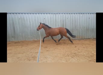 Meer ponys/kleine paarden, Ruin, 6 Jaar, 146 cm, Bruin
