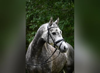 Meer ponys/kleine paarden, Ruin, 6 Jaar, 147 cm, Appelschimmel