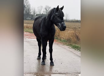 Meer ponys/kleine paarden, Ruin, 6 Jaar, 147 cm