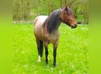 Meer ponys/kleine paarden, Ruin, 6 Jaar, 147 cm, Roan-Bay