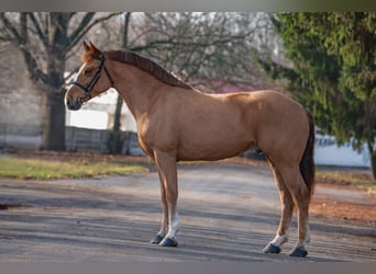 Meer ponys/kleine paarden, Ruin, 6 Jaar, 152 cm, Vos
