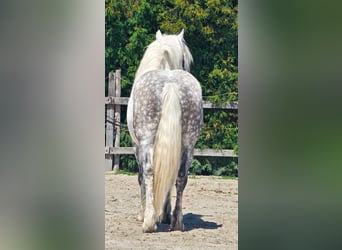 Meer ponys/kleine paarden, Ruin, 6 Jaar, 155 cm, Schimmel