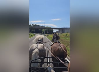 Meer ponys/kleine paarden, Ruin, 6 Jaar, 155 cm, Schimmel