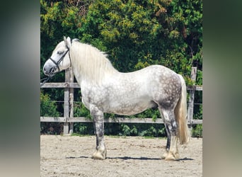 Meer ponys/kleine paarden, Ruin, 6 Jaar, 155 cm, Schimmel