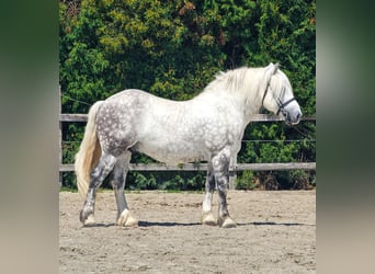 Meer ponys/kleine paarden, Ruin, 6 Jaar, 155 cm, Schimmel