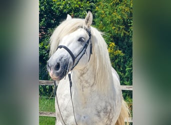 Meer ponys/kleine paarden, Ruin, 6 Jaar, 155 cm, Schimmel