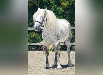 Meer ponys/kleine paarden, Ruin, 6 Jaar, 155 cm, Schimmel