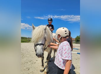 Meer ponys/kleine paarden, Ruin, 6 Jaar, 155 cm, Schimmel
