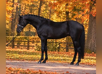 Meer ponys/kleine paarden, Ruin, 6 Jaar, 155 cm, Zwart