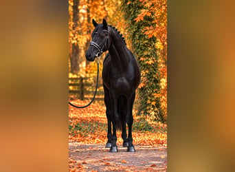 Meer ponys/kleine paarden, Ruin, 6 Jaar, 155 cm, Zwart