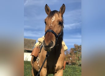 Meer ponys/kleine paarden Mix, Ruin, 6 Jaar, 158 cm, Falbe