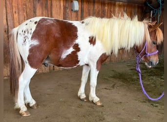Meer ponys/kleine paarden, Ruin, 6 Jaar, 84 cm, Gevlekt-paard
