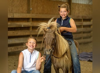 Meer ponys/kleine paarden, Ruin, 6 Jaar, 91 cm, Bruin