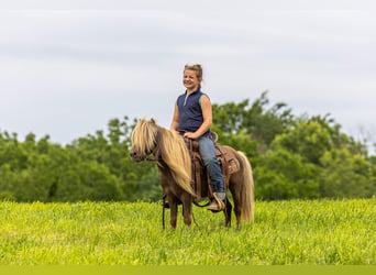 Meer ponys/kleine paarden, Ruin, 6 Jaar, 91 cm, Bruin