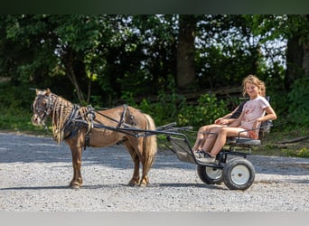 Meer ponys/kleine paarden, Ruin, 6 Jaar, 91 cm, Bruin