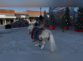 Meer ponys/kleine paarden, Ruin, 6 Jaar, 97 cm, Gevlekt-paard