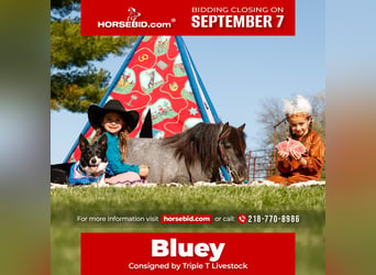 Meer ponys/kleine paarden, Ruin, 6 Jaar, 97 cm, Roan-Blue