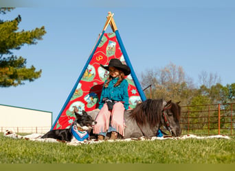 Meer ponys/kleine paarden, Ruin, 6 Jaar, 97 cm, Roan-Blue