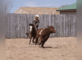 Meer ponys/kleine paarden, Ruin, 6 Jaar, 97 cm, Roodbruin