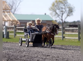 Meer ponys/kleine paarden, Ruin, 6 Jaar, 97 cm, Roodbruin