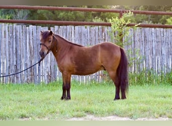 Meer ponys/kleine paarden, Ruin, 6 Jaar, 97 cm, Roodbruin