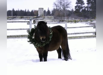 Meer ponys/kleine paarden, Ruin, 6 Jaar, 97 cm, Roodbruin