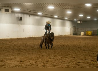 Meer ponys/kleine paarden, Ruin, 6 Jaar, 97 cm, Roodbruin