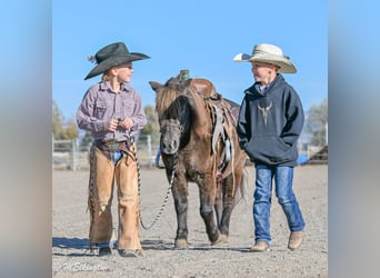 Meer ponys/kleine paarden, Ruin, 6 Jaar, 99 cm, Bruin