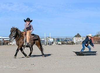 Meer ponys/kleine paarden, Ruin, 6 Jaar, 99 cm, Bruin