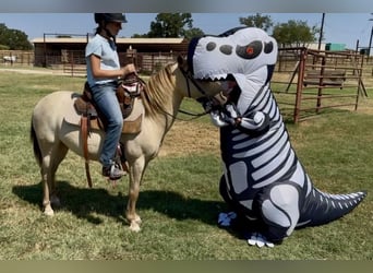 Meer ponys/kleine paarden, Ruin, 6 Jaar, Champagne