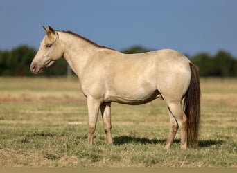 Meer ponys/kleine paarden, Ruin, 6 Jaar, Champagne
