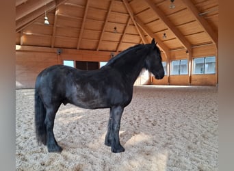 Meer ponys/kleine paarden, Ruin, 6 Jaar, Donkerbruin